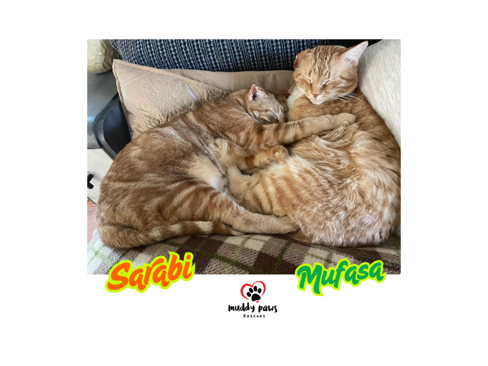 Sarabi, an adoptable Domestic Short Hair, Tabby in Council Bluffs, IA, 51503 | Photo Image 3