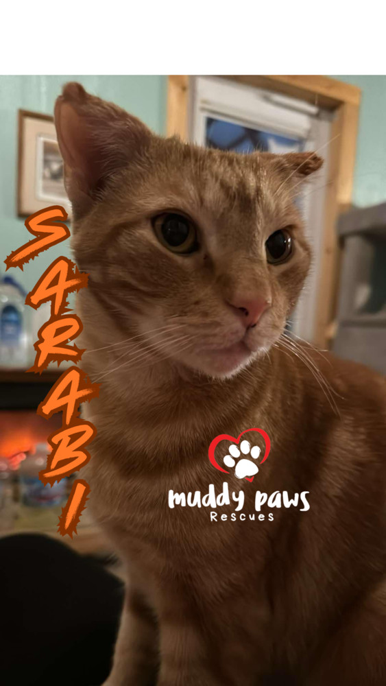Sarabi, an adoptable Domestic Short Hair, Tabby in Council Bluffs, IA, 51503 | Photo Image 4