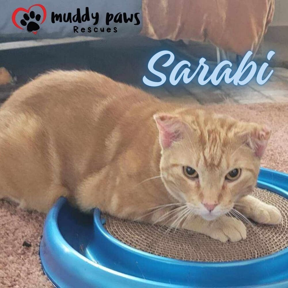 Sarabi, an adoptable Domestic Short Hair, Tabby in Council Bluffs, IA, 51503 | Photo Image 6