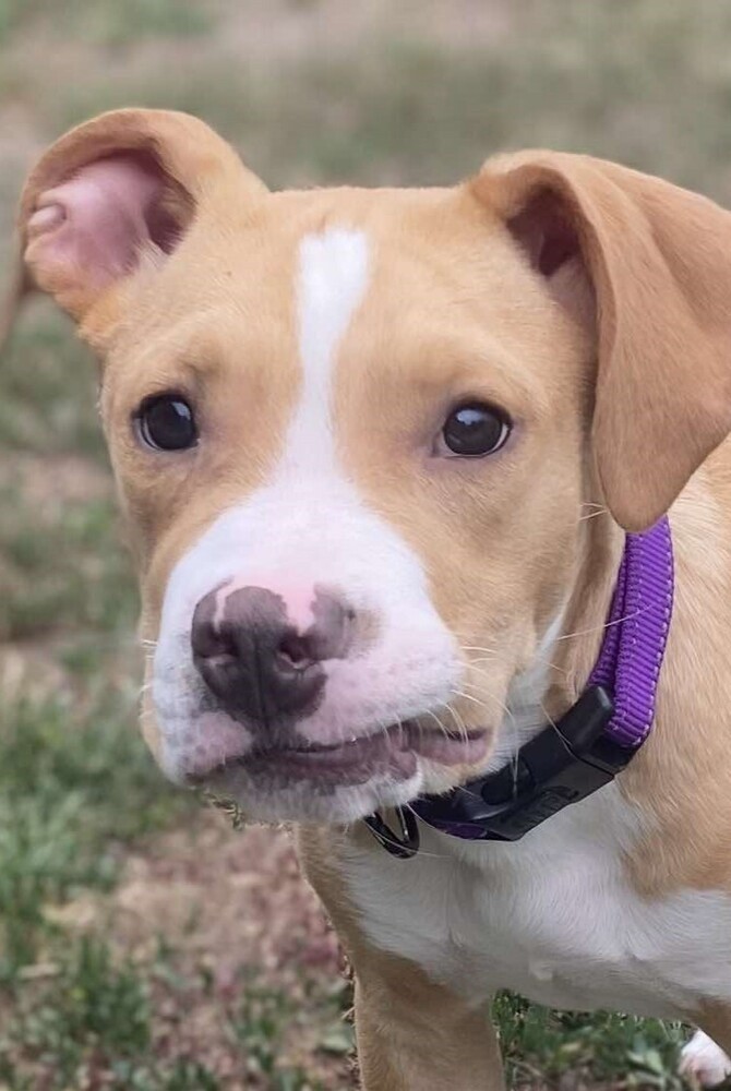 Honey *READ ENTIRE DESCRIPTION*, an adoptable Pit Bull Terrier in Spokane, WA, 99205 | Photo Image 2