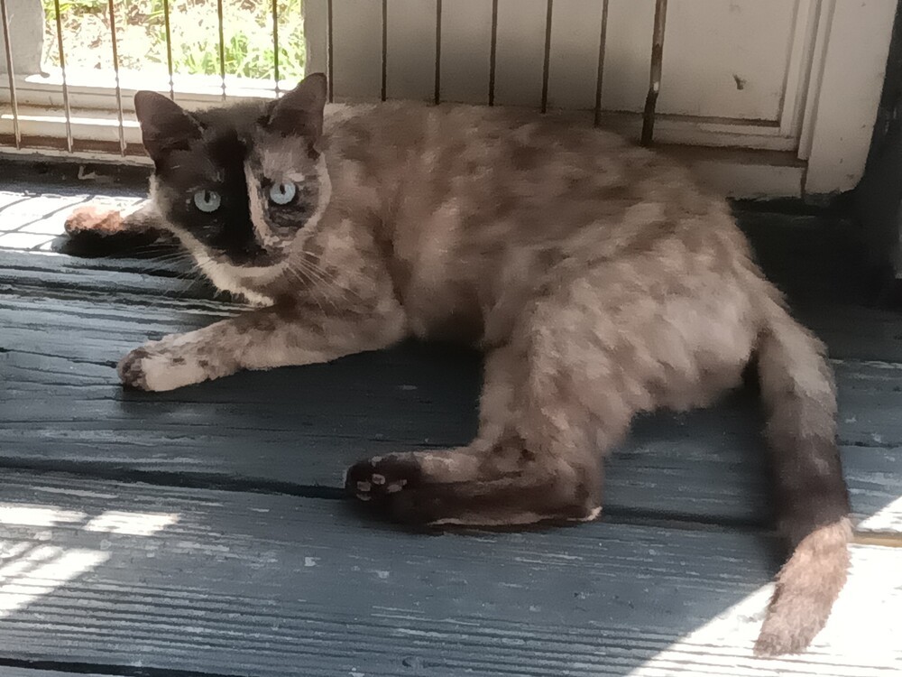 Uma