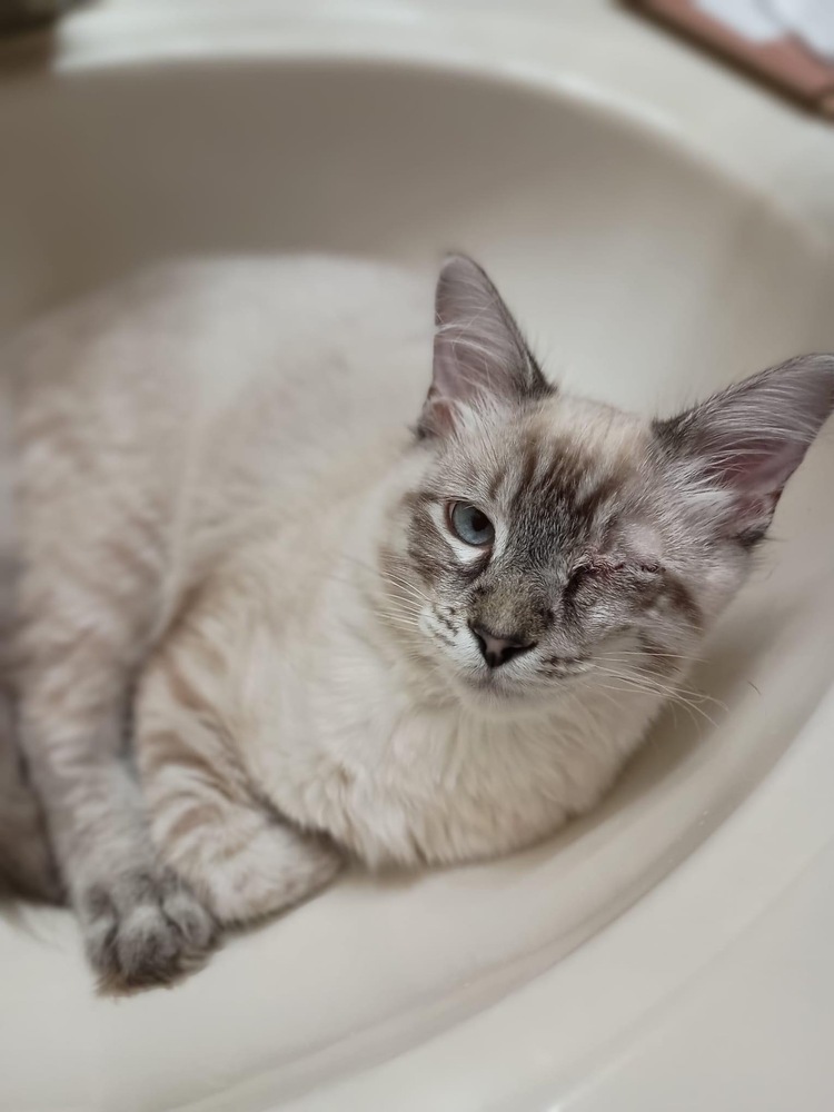 Fuzzbert, an adoptable Ragdoll in Albany, WI, 53502 | Photo Image 1