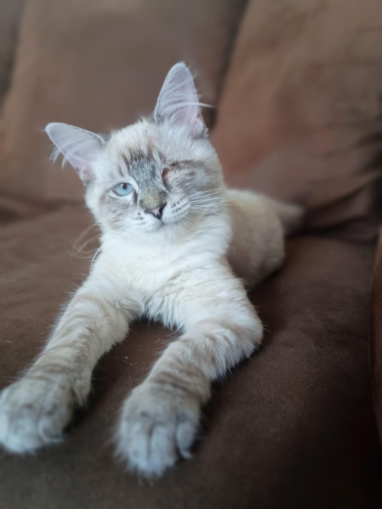 Fuzzbert, an adoptable Ragdoll in Albany, WI, 53502 | Photo Image 2