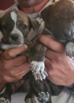 Litter of 6 Pup 1