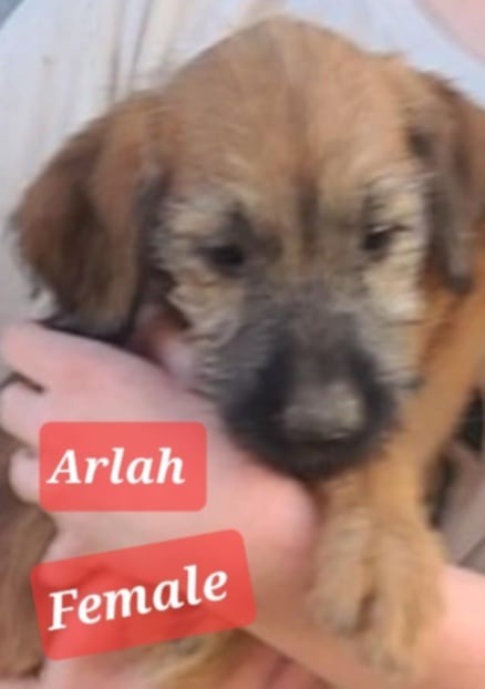 Arlah