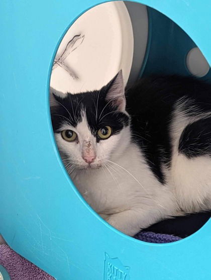 Curly Fry, an adoptable Domestic Short Hair in Gwinn, MI, 49841 | Photo Image 1