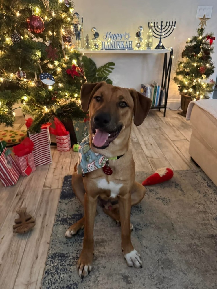 24-080 Jasper, an adoptable Rhodesian Ridgeback, Vizsla in Richardson, TX, 75080 | Photo Image 1