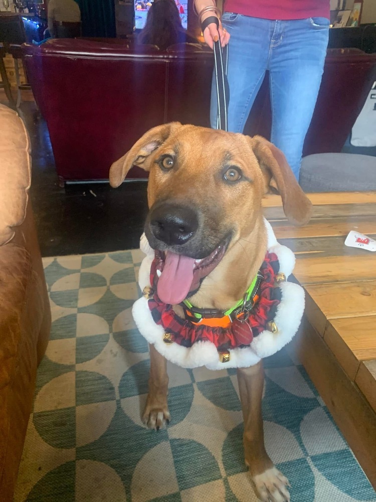 24-080 Jasper, an adoptable Rhodesian Ridgeback, Vizsla in Richardson, TX, 75080 | Photo Image 2