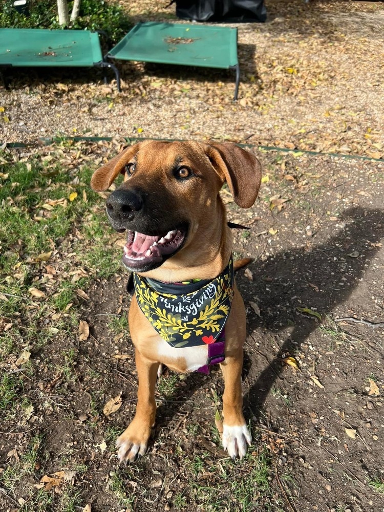 24-080 Jasper, an adoptable Rhodesian Ridgeback, Vizsla in Richardson, TX, 75080 | Photo Image 3