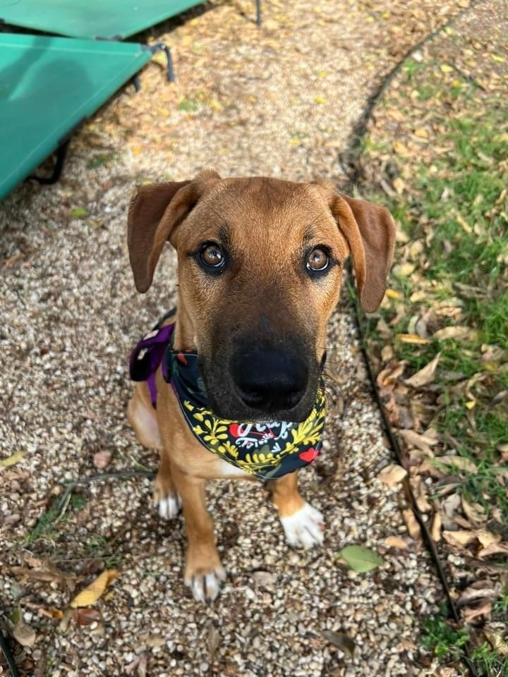 24-080 Jasper, an adoptable Rhodesian Ridgeback, Vizsla in Richardson, TX, 75080 | Photo Image 4