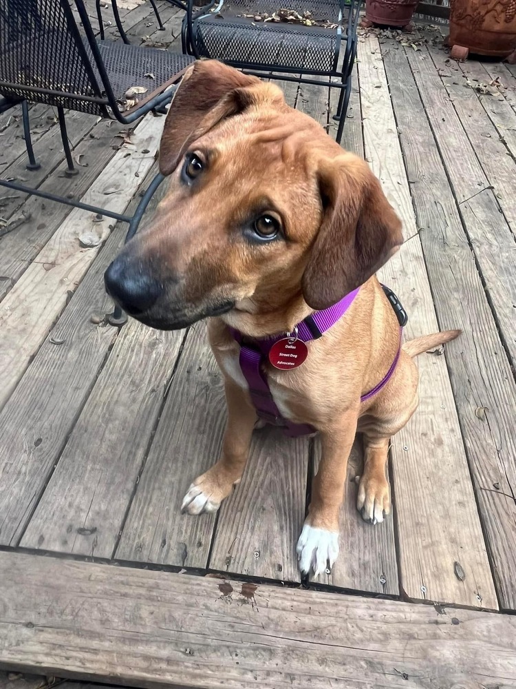 24-080 Jasper, an adoptable Rhodesian Ridgeback, Vizsla in Richardson, TX, 75080 | Photo Image 6