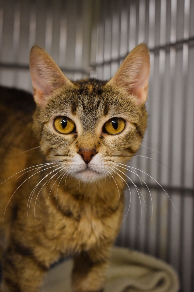 Tabitha, an adoptable Domestic Medium Hair in Rock Springs, WY, 82901 | Photo Image 1