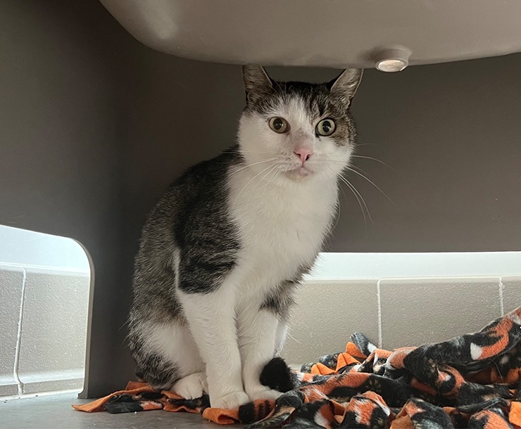 Zucchini, an adoptable Domestic Short Hair in Sultan, WA, 98294 | Photo Image 1
