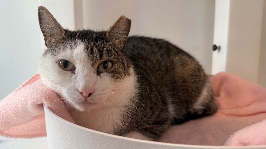 Zucchini, an adoptable Domestic Short Hair in Sultan, WA, 98294 | Photo Image 1