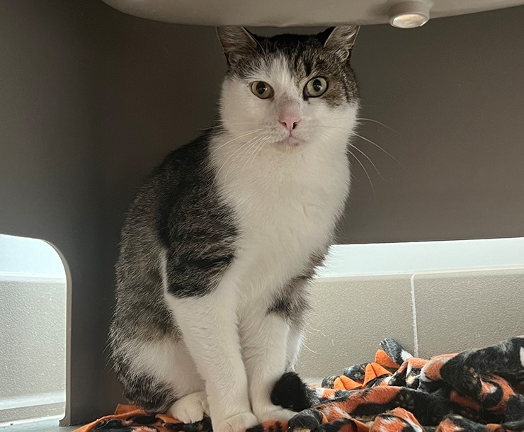 Zucchini, an adoptable Domestic Short Hair in Sultan, WA, 98294 | Photo Image 2