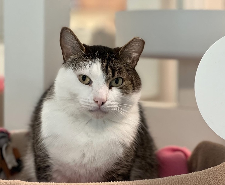 Zucchini, an adoptable Domestic Short Hair in Sultan, WA, 98294 | Photo Image 4