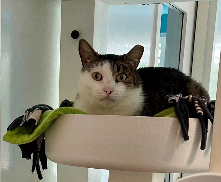 Zucchini, an adoptable Domestic Short Hair in Sultan, WA, 98294 | Photo Image 4