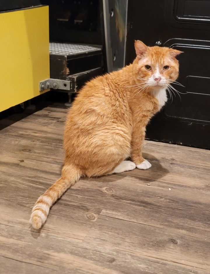 Garfield - FIV+ 1