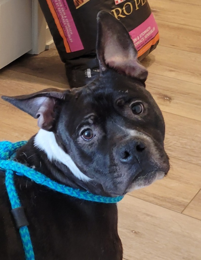 Bruce