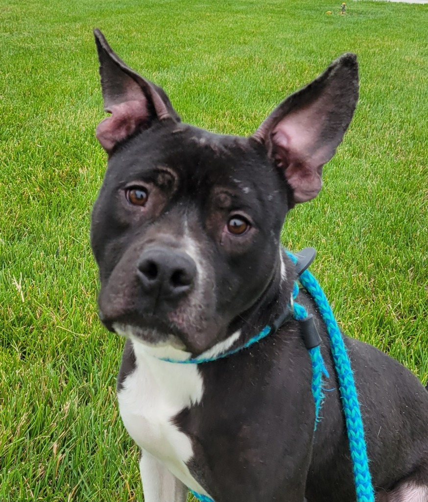 Bruce, an adoptable Staffordshire Bull Terrier in Johnston, IA, 50131 | Photo Image 1