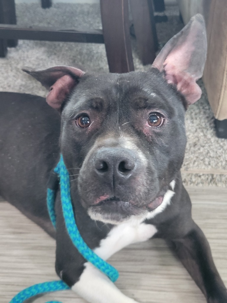 Bruce, an adoptable Staffordshire Bull Terrier in Johnston, IA, 50131 | Photo Image 1