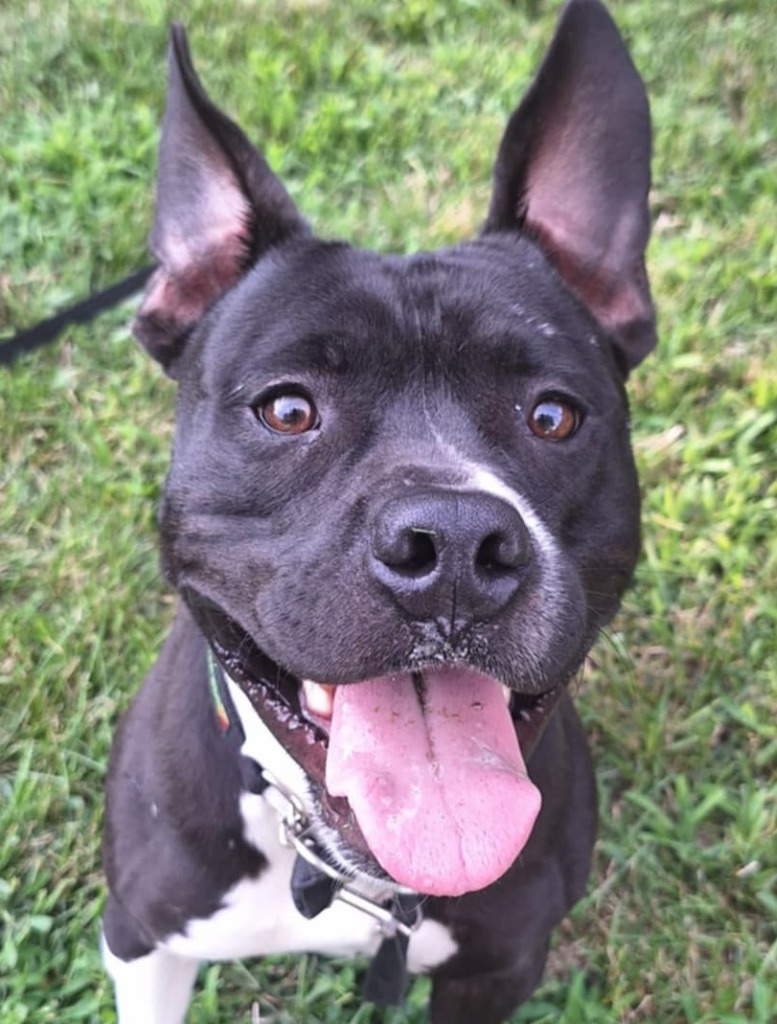 Bruce, an adoptable Staffordshire Bull Terrier in Johnston, IA, 50131 | Photo Image 3