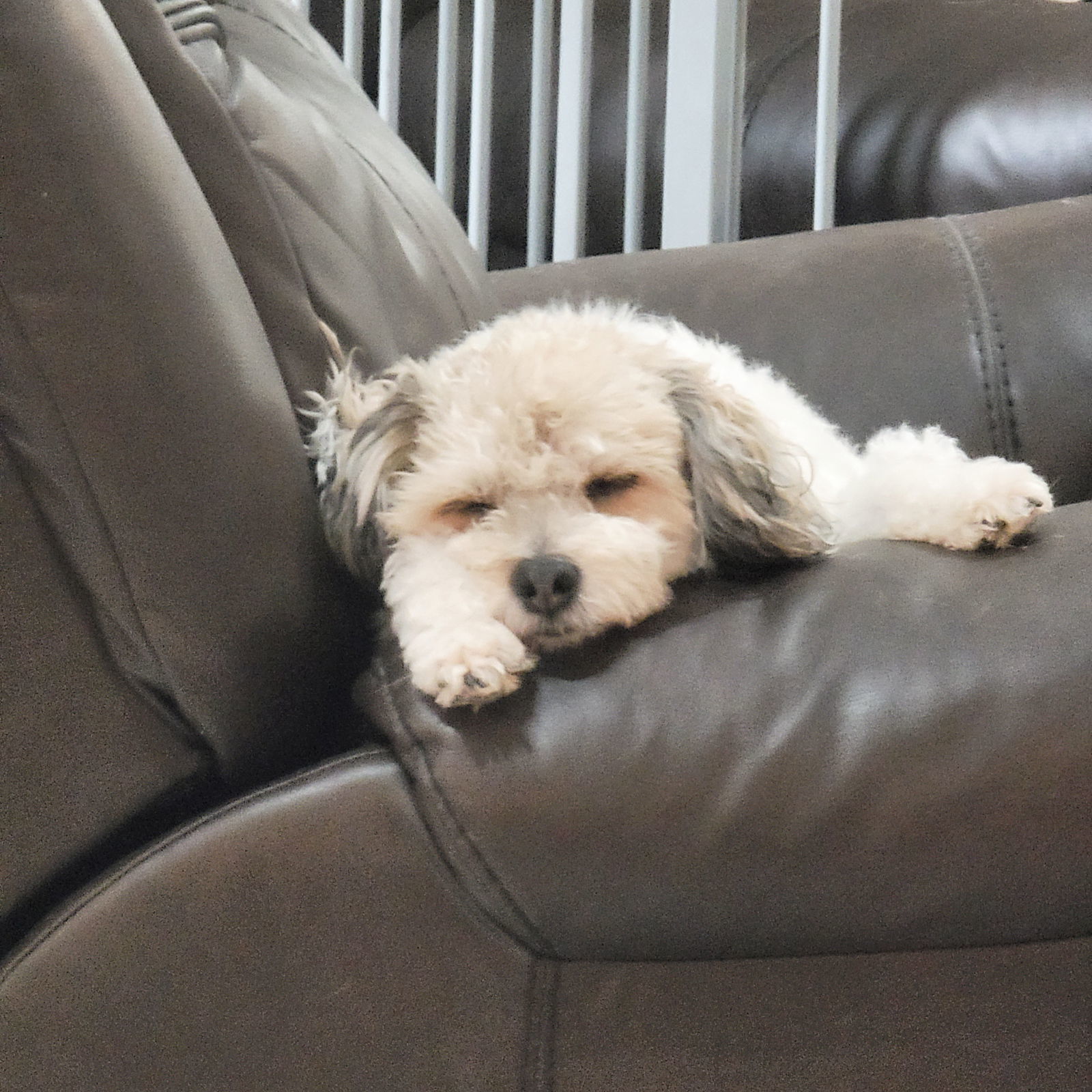 Maxie Boy