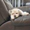 Maxie Boy photo 6