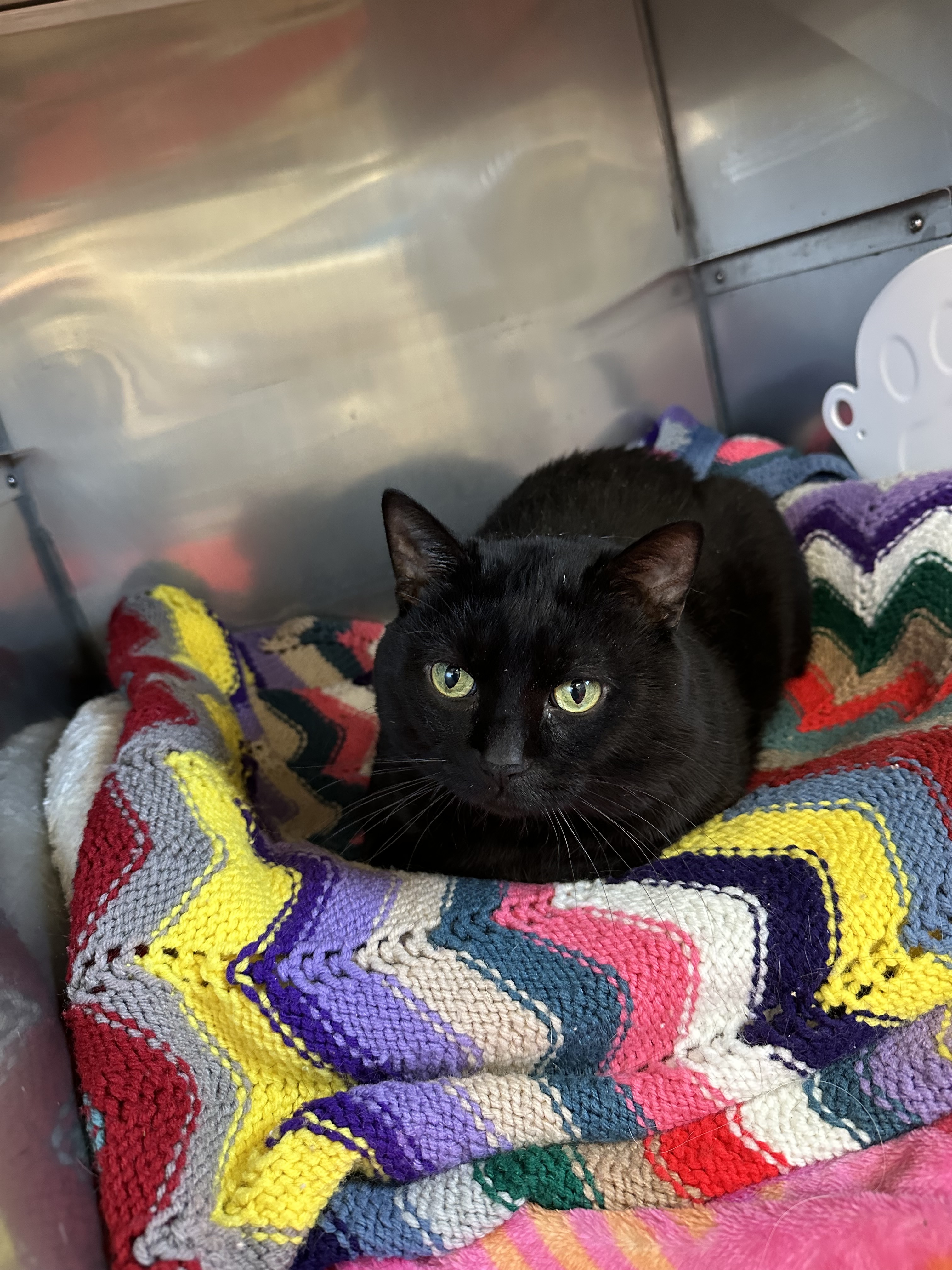 Shadow, an adoptable Domestic Medium Hair, Domestic Short Hair in Rhinelander, WI, 54501 | Photo Image 1