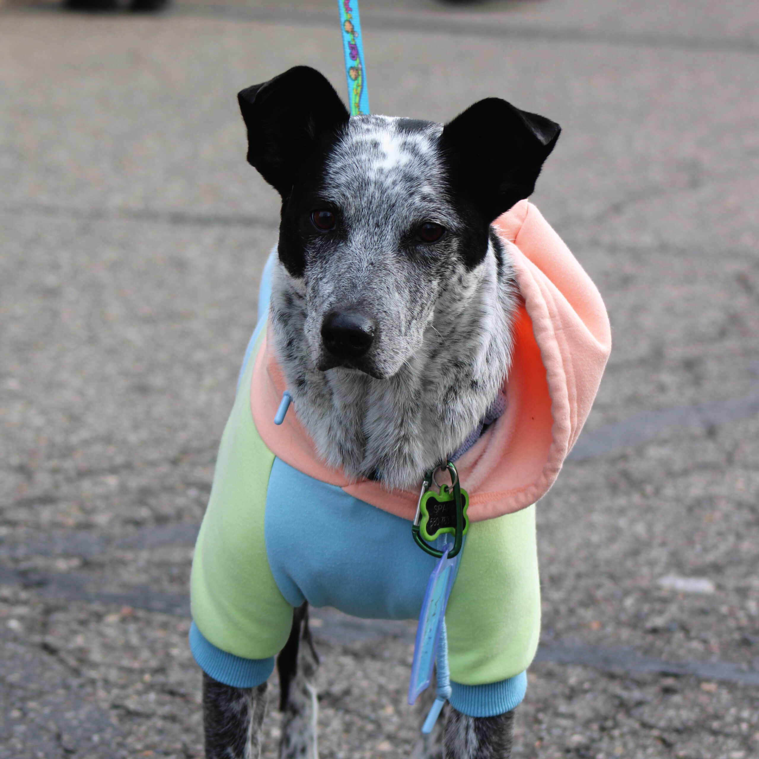 Sparky, an adoptable Australian Cattle Dog / Blue Heeler, Mixed Breed in Grand Junction, CO, 81503 | Photo Image 1
