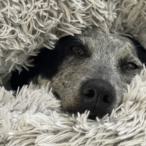 Sparky, an adoptable Australian Cattle Dog / Blue Heeler, Mixed Breed in Grand Junction, CO, 81503 | Photo Image 2