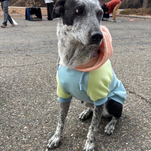 Sparky, an adoptable Australian Cattle Dog / Blue Heeler, Mixed Breed in Grand Junction, CO, 81503 | Photo Image 3