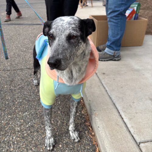 Sparky, an adoptable Australian Cattle Dog / Blue Heeler, Mixed Breed in Grand Junction, CO, 81503 | Photo Image 4
