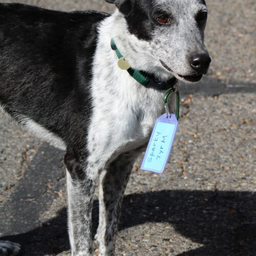 Sparky, an adoptable Australian Cattle Dog / Blue Heeler, Mixed Breed in Grand Junction, CO, 81503 | Photo Image 5