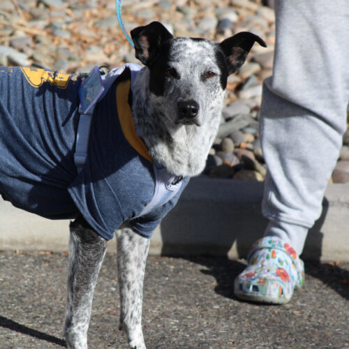 Sparky, an adoptable Australian Cattle Dog / Blue Heeler, Mixed Breed in Grand Junction, CO, 81503 | Photo Image 6