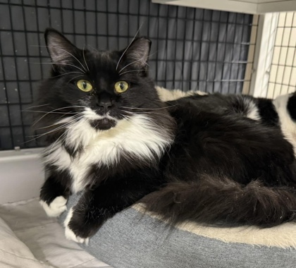 Blaire [Bonded to Milton], an adoptable Domestic Medium Hair, Domestic Short Hair in Neenah, WI, 54956 | Photo Image 1