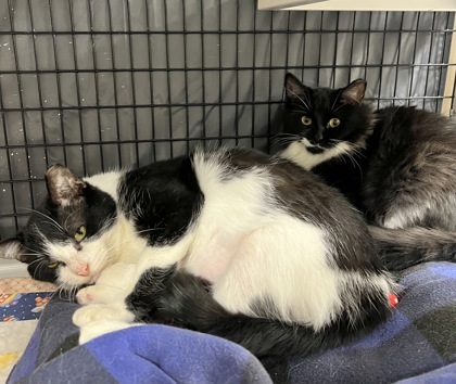 Blaire [Bonded to Milton], an adoptable Domestic Medium Hair, Domestic Short Hair in Neenah, WI, 54956 | Photo Image 2