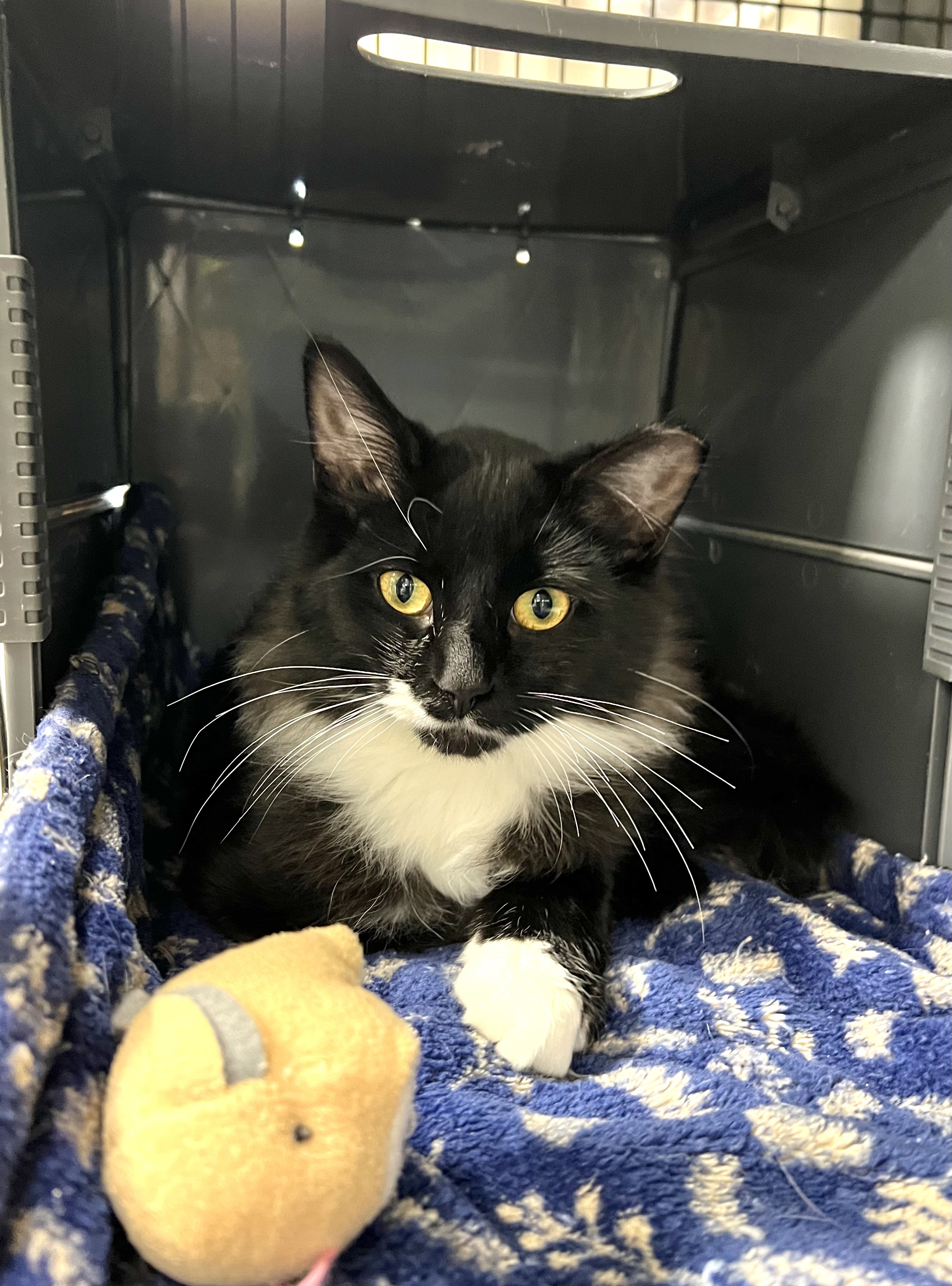 Blaire [Bonded to Milton], an adoptable Domestic Medium Hair, Domestic Short Hair in Neenah, WI, 54956 | Photo Image 3