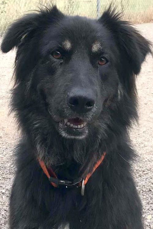 Shelby, an adoptable Australian Shepherd, German Shepherd Dog in Webster, WI, 54893 | Photo Image 1