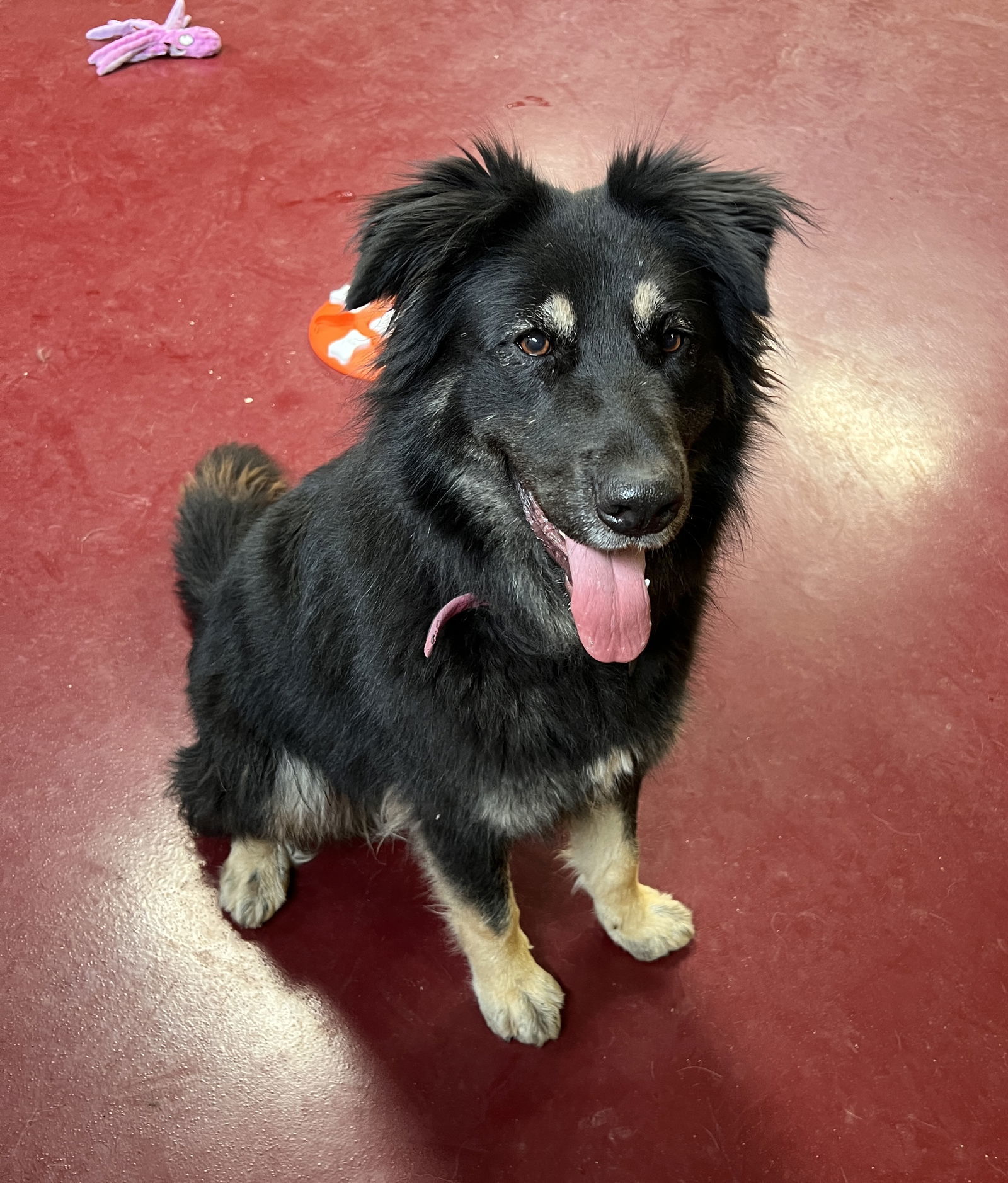 Shelby, an adoptable Australian Shepherd, German Shepherd Dog in Webster, WI, 54893 | Photo Image 1