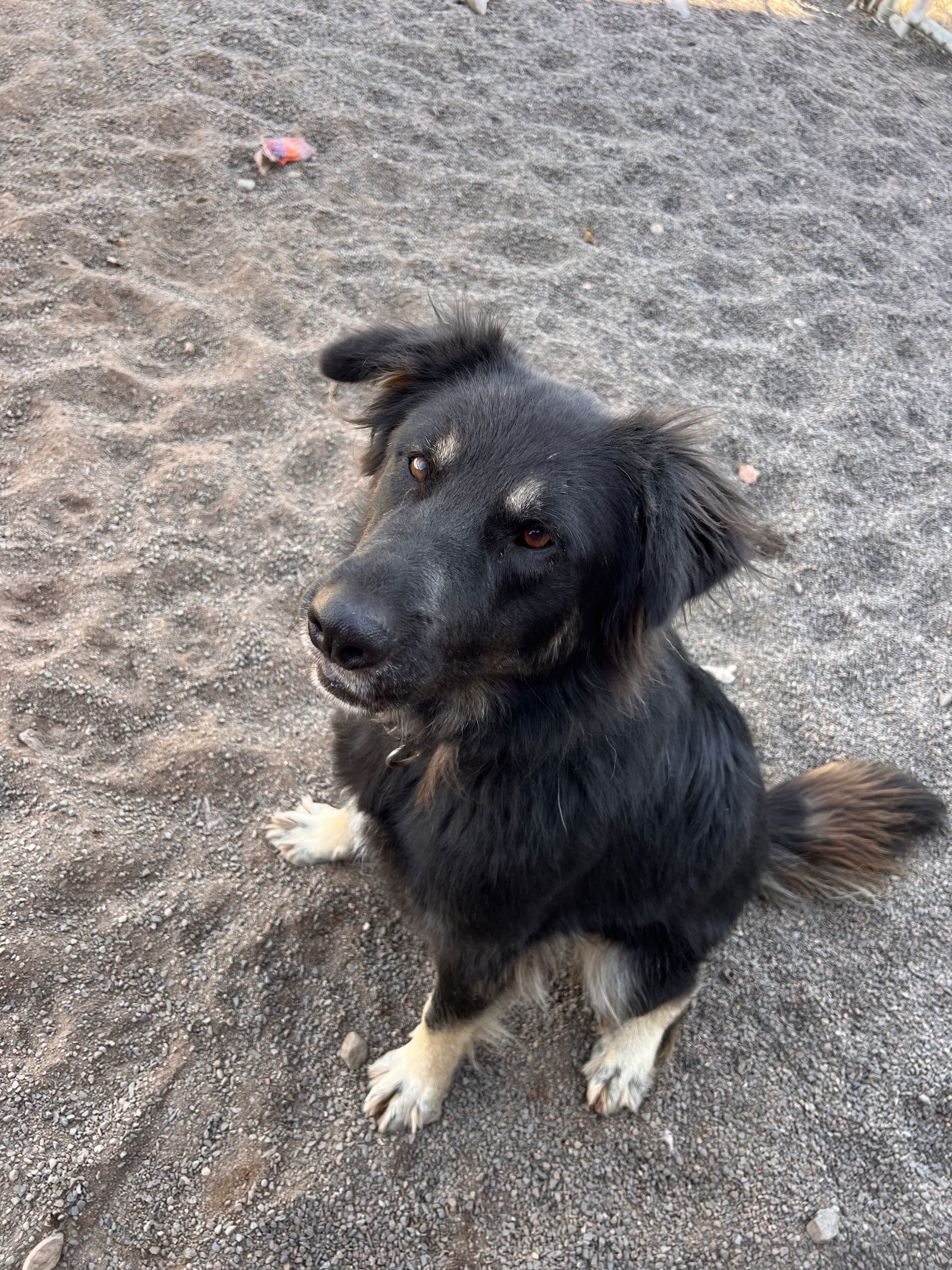 Shelby, an adoptable Australian Shepherd, German Shepherd Dog in Webster, WI, 54893 | Photo Image 2