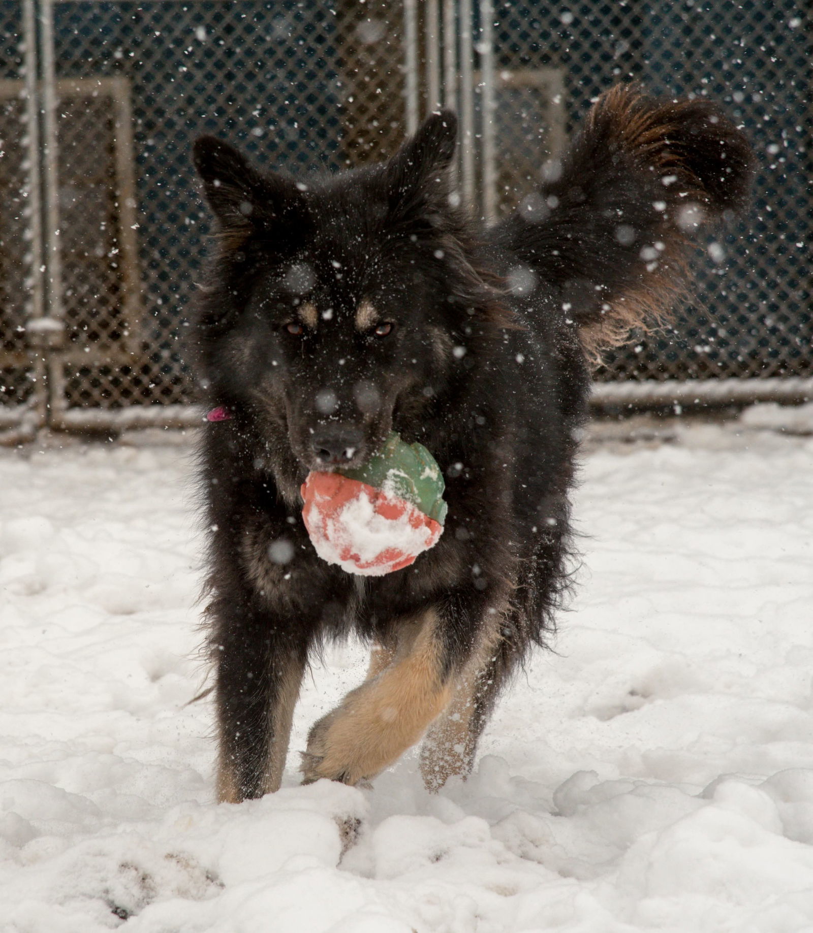 Shelby, an adoptable Australian Shepherd, German Shepherd Dog in Webster, WI, 54893 | Photo Image 2