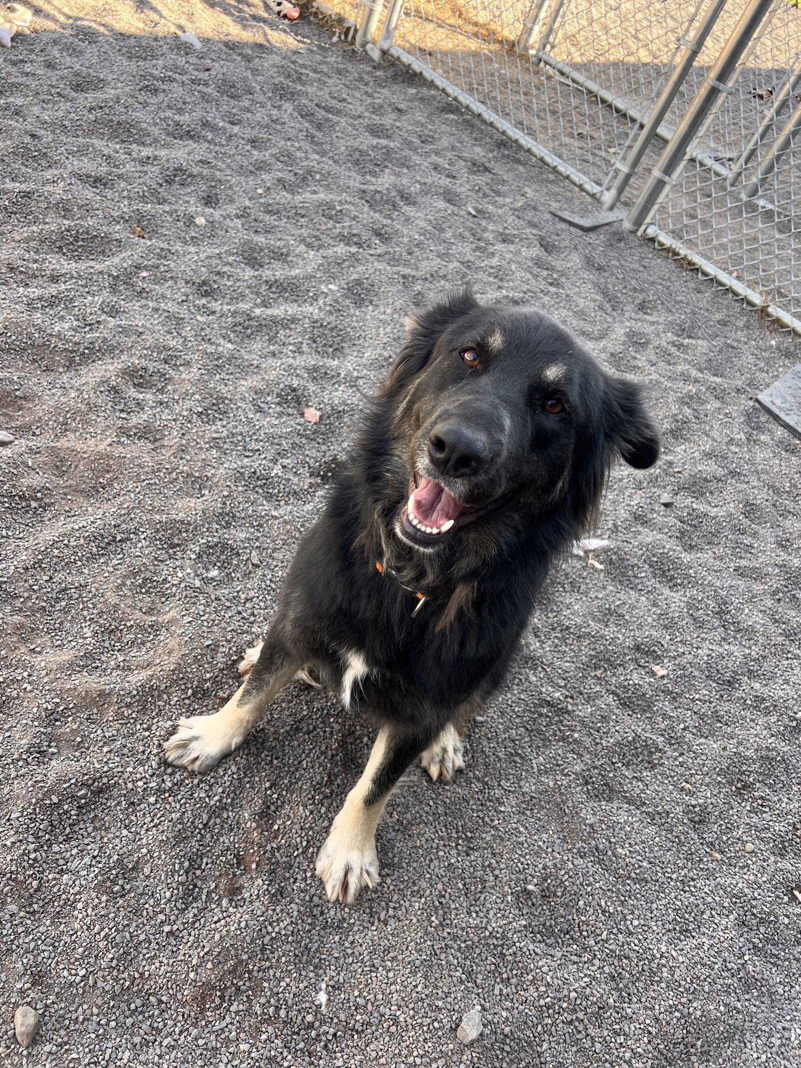 Shelby, an adoptable Australian Shepherd, German Shepherd Dog in Webster, WI, 54893 | Photo Image 3