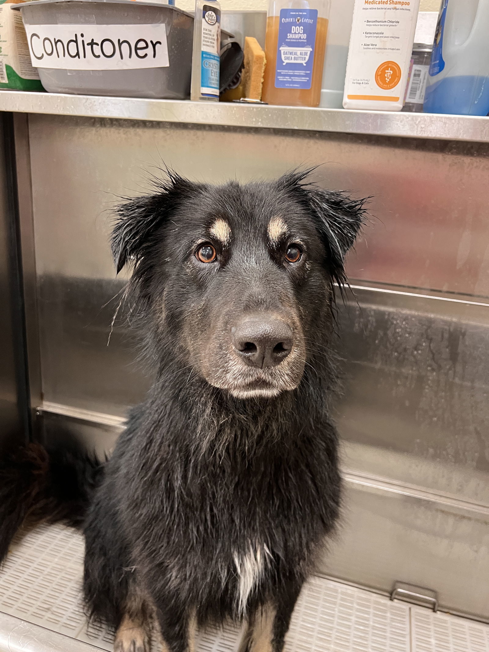 Shelby, an adoptable Australian Shepherd, German Shepherd Dog in Webster, WI, 54893 | Photo Image 3