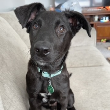 Marcel, an adoptable Mixed Breed in Beresford, SD, 57004 | Photo Image 2