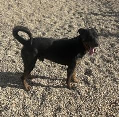 Huck, an adoptable Rottweiler in Hot Springs, SD, 57747 | Photo Image 1