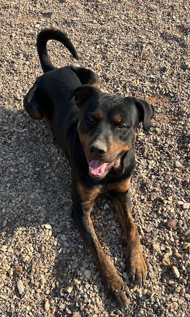 Huck, an adoptable Rottweiler in Hot Springs, SD, 57747 | Photo Image 2