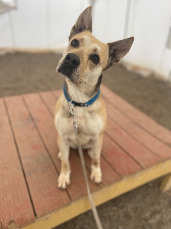 Velma, an adoptable Mixed Breed in Great Falls, MT, 59405 | Photo Image 1