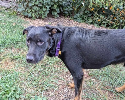 mile (Harold), an adoptable Mixed Breed in Montreal, QC, H4P 1X4 | Photo Image 1