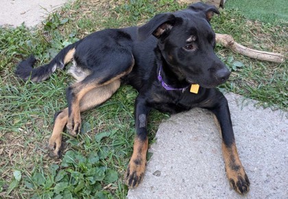 mile (Harold), an adoptable Mixed Breed in Montreal, QC, H4P 1X4 | Photo Image 2